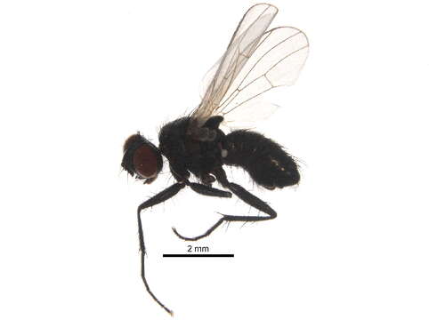 Image of Pseudocoenosia