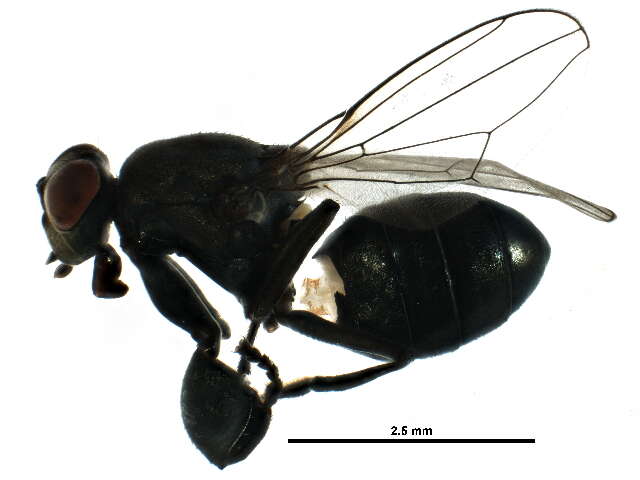 Image of Parydrinae