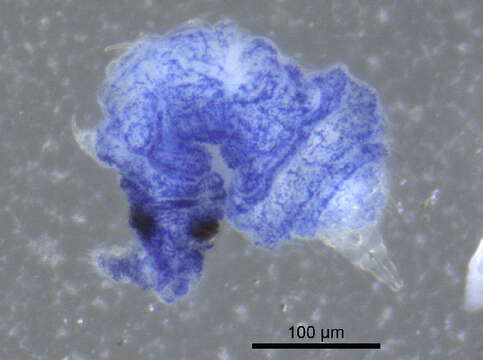 Odontellidae resmi