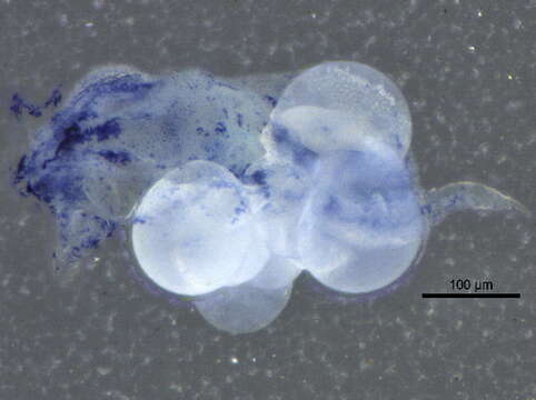 Image of Odontellidae