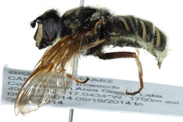 Image of Sericomyia militaris Walker 1849