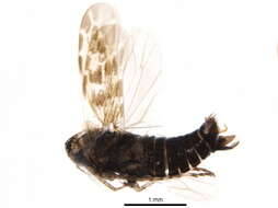 Image of Deltocephalus nigriventer Sanders & De Long 1917