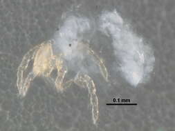 Image of Hydryphantes