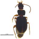 Image of Trechus (Trechus) tenuiscapus Lindroth 1961