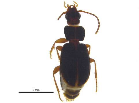 Image of Trechus (Trechus) tenuiscapus Lindroth 1961