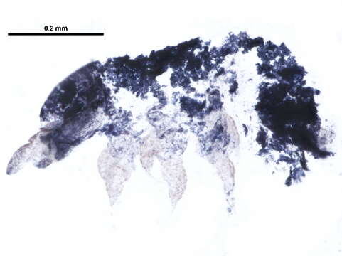 Image of water springtails