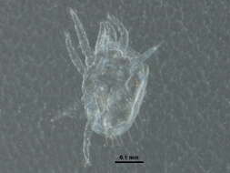 صورة Sperchontidae