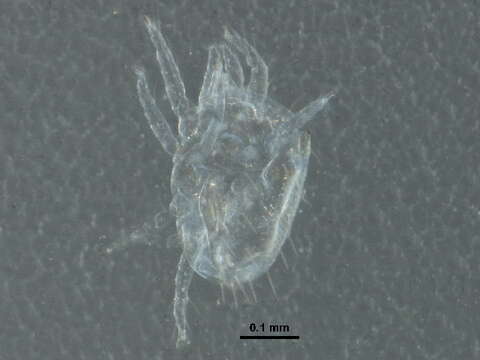 Image of Sperchontidae