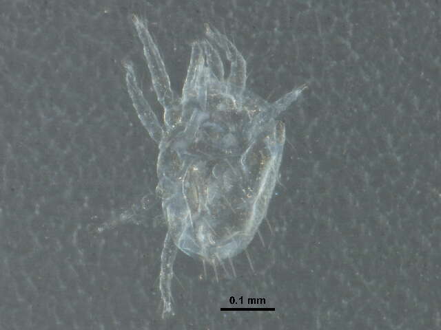 صورة Sperchontidae