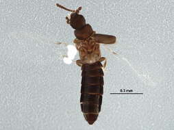 Image de Oxytelinae