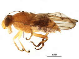 Image of Brachyopa punctipennis Curran 1925