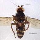 Image of Phthitia ovicercus Marshall 1992