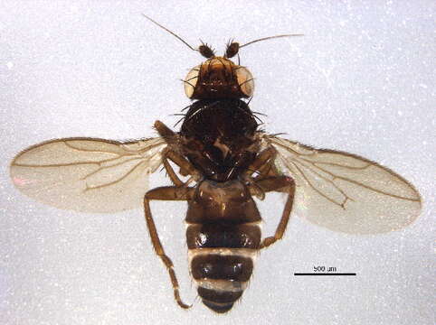 Image of Phthitia ovicercus Marshall 1992