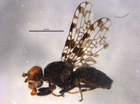 Image of picture-winged flies