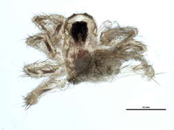 Image of Pardosa fuscula (Thorell 1875)