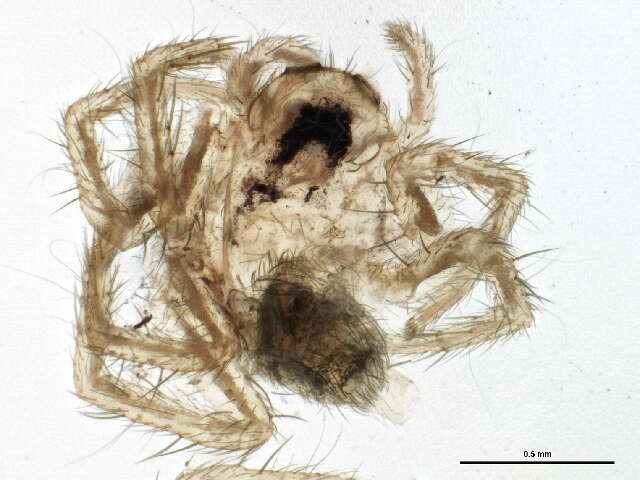 Imagem de Pardosa fuscula (Thorell 1875)