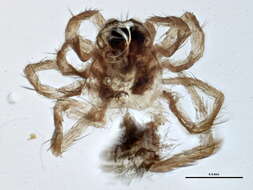 صورة Pardosa fuscula (Thorell 1875)