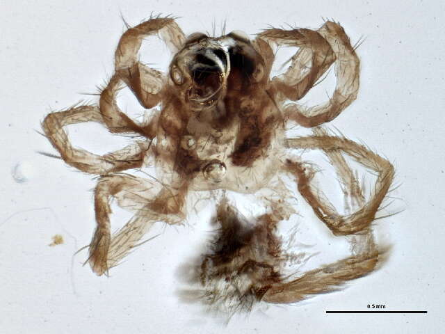 Imagem de Pardosa fuscula (Thorell 1875)