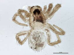 Imagem de Pardosa fuscula (Thorell 1875)