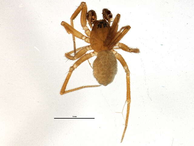 Image of Tunagyna debilis (Banks 1892)