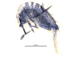 Image of Entomobrya