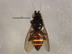 Image of Phthitia ovicercus Marshall 1992