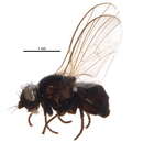 Image of Agromyza nigripes Meigen 1830