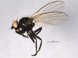 Image of Agromyza albipennis Meigen 1830