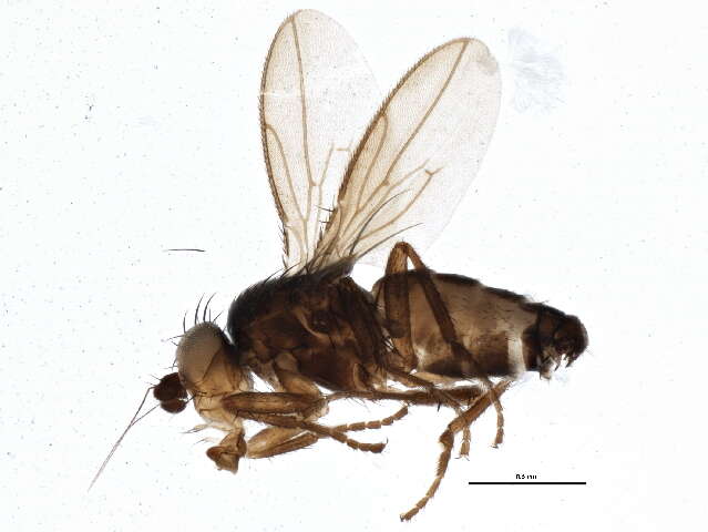 Image of Phthitia ovicercus Marshall 1992