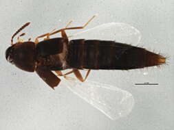 Image of Oxypoda lacustris Casey 1906