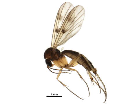 Image of Mycetophila ocellus Walker 1848