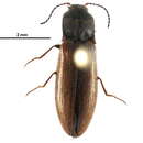 Image of Dendrometrinae