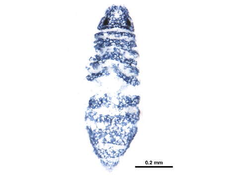 Image of Odontellidae