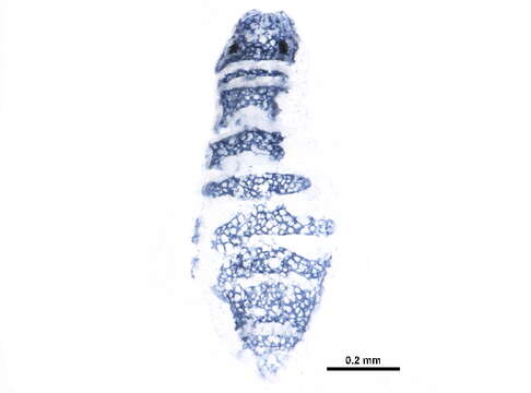 Image of Odontellidae