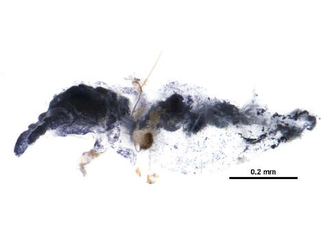 Image of blind springtails