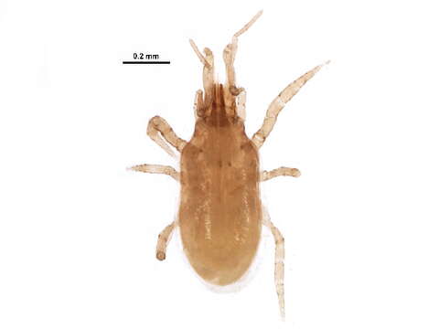 Image of Parholaspididae