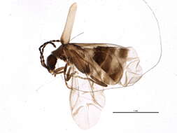 Image of Oxypoda lacustris Casey 1906