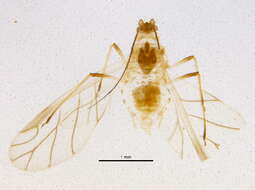 Image of Chaetosiphon (Pentatrichopus) fragaefolii (Cockerell & T. D. A. 1901)