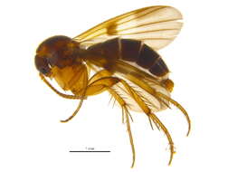 Image of Platurocypta