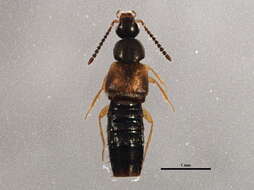 Image of Atheta (Dimetrota) modesta (Melsheimer & F. E. 1844)