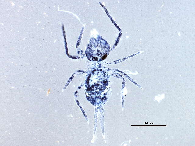 Image of Dicyrtomina