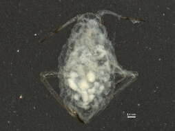 Image of Aphid