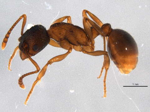 Image of Myrmica