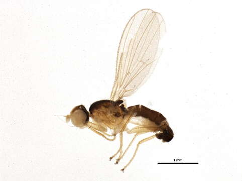 Image of Anthomyza