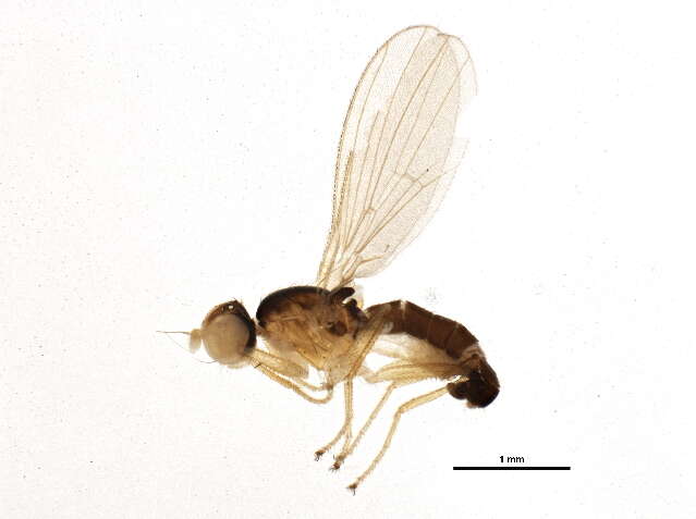 Image of Anthomyza