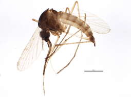 Aedes sticticus (Meigen 1835) resmi