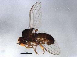 Image of Agathomyia