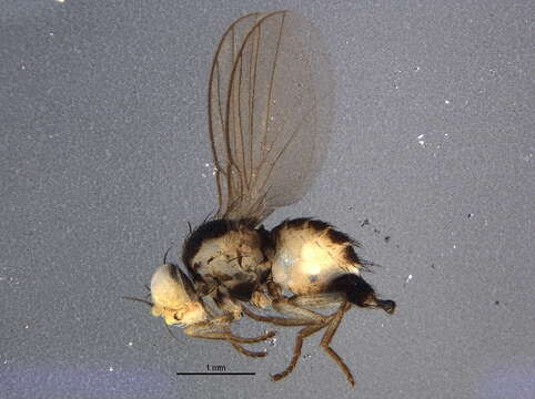 Image of Liriomyza fricki Spencer 1965