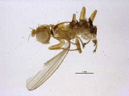 Image of Anthomyza