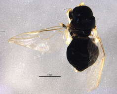 Image of Neopachygaster reniformis Hull 1942